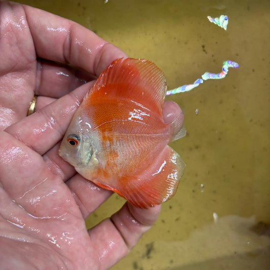 Disco Red melon 8-9 cm | 31M-017