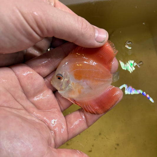 Disco Red melon 8-9 cm | 31M-018