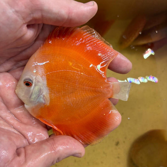 Disco Red melon 10-12 cm | 31M-019