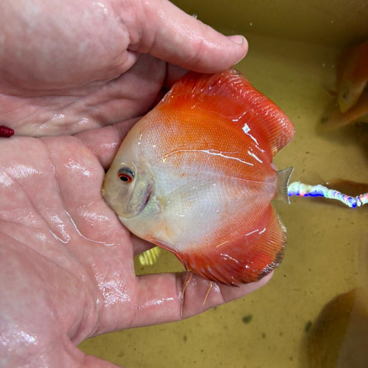 Disco Red melon 10-12 cm | 31M-020