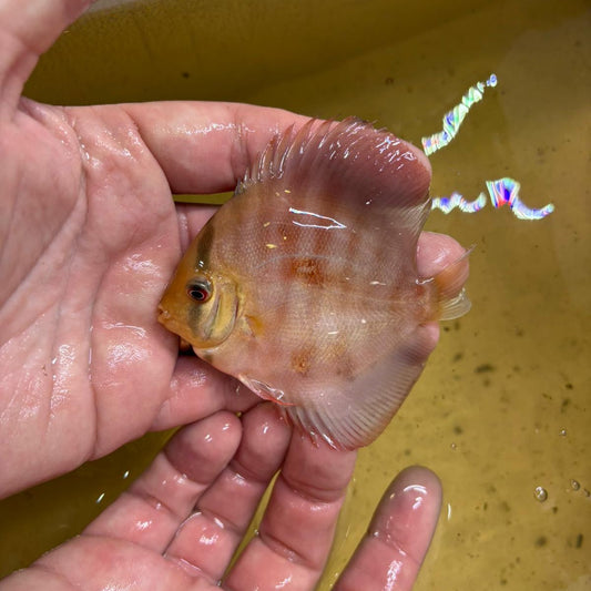 Disco Red cover 8-9 cm | 31M-021