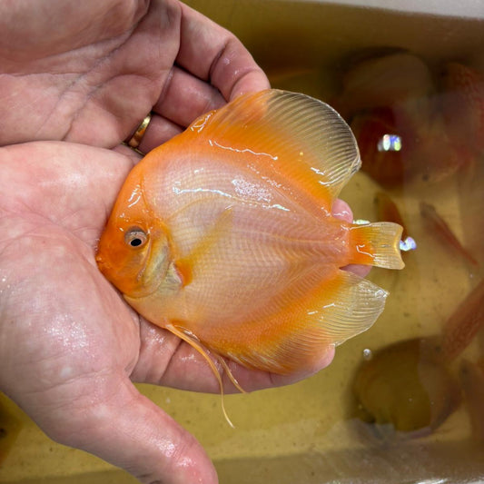 Disco Ghost 13-15 cm | 31M-022