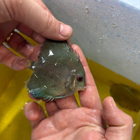 Disco blue diamond 8-9 cm | 31M-023