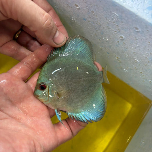 Disco blue diamond 10-12 cm | 31M-024