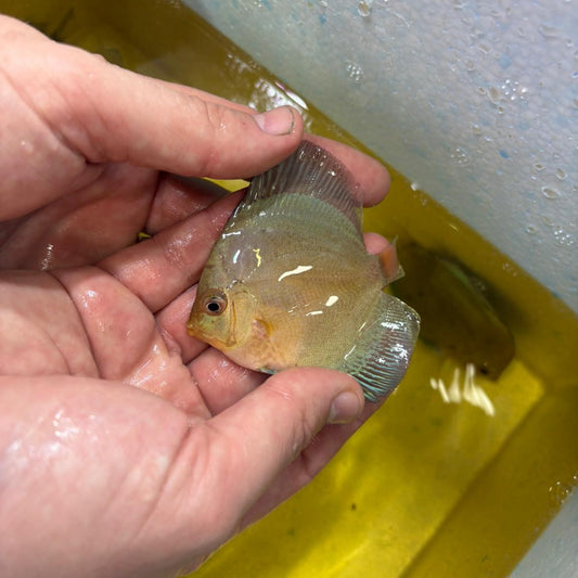 Disco blue scorpion 8-9 cm | 31M-025