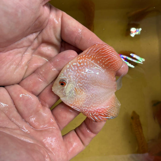 Disco pigeon snake 8-9 cm | 31M-028