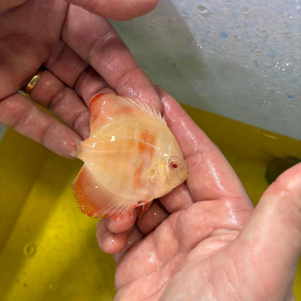 Disco albino 8-9 cm | 31M-031