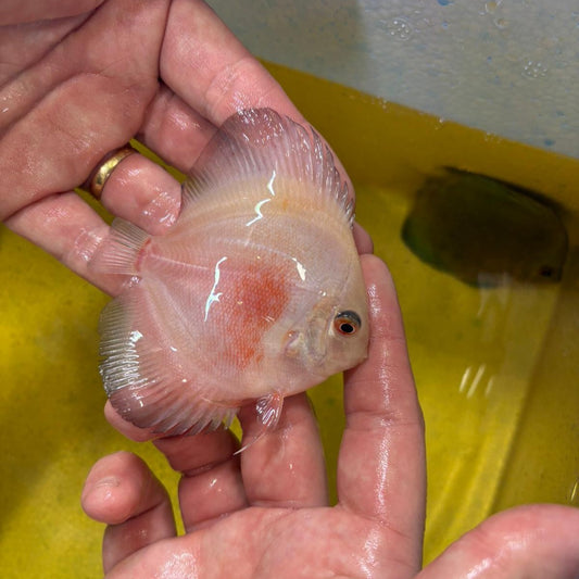 Disco red white 8-9 cm | 31M-033