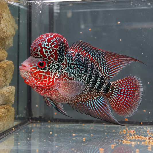Flowerhorn big head macho | ejemplar 2