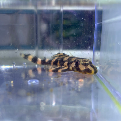 Peckoltia Picta L168 4cm