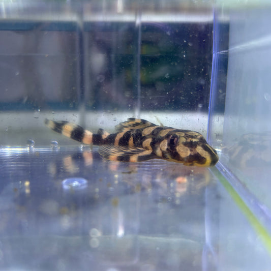 Peckoltia Picta L168 4cm