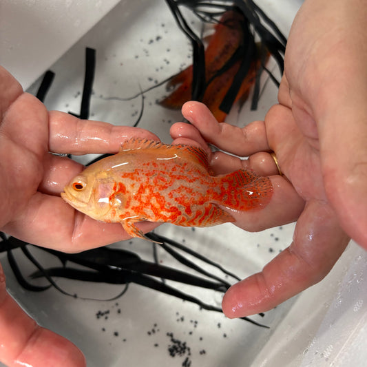 Astronotus ocellatus Albino Red Tiger talla 10-12cm