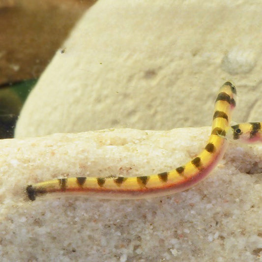 Pangio cuneovirgata wild sm-md