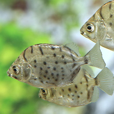 Selenotoca multifasciata 3-4cm