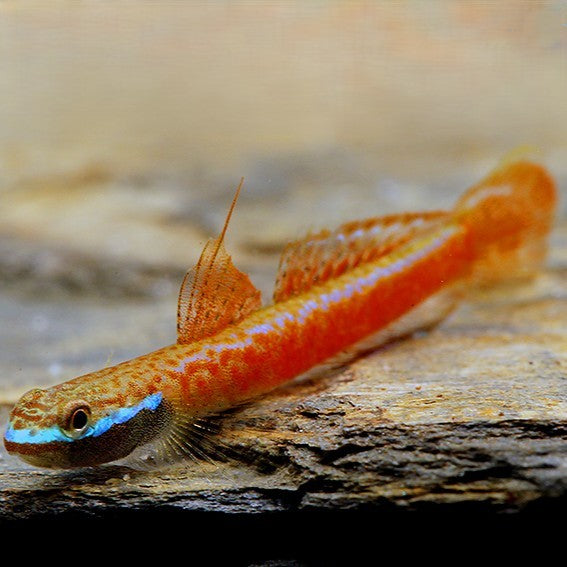 Stiphodon annieae wild 3-4cm