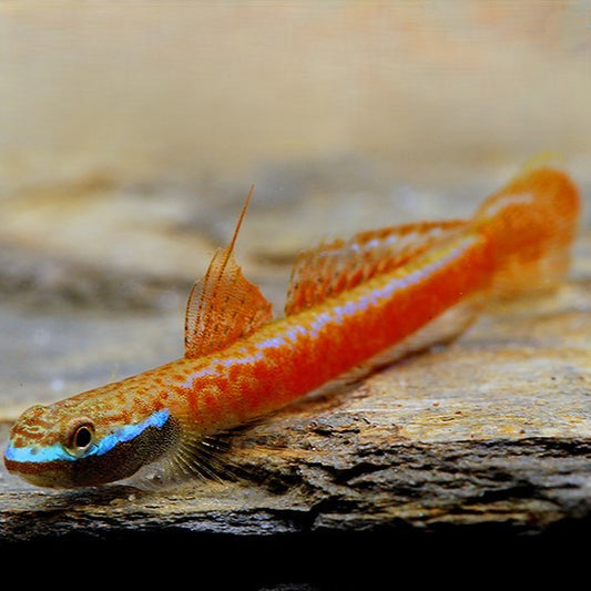 Stiphodon annieae wild 3-4cm