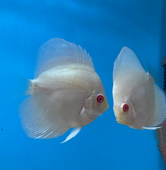 Disco Albino 8-9cm | marzo 2