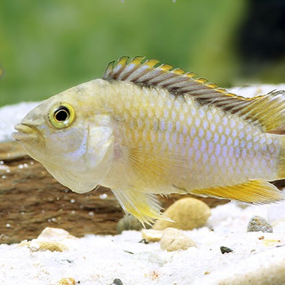 Apistogramma Nijsseni wild lg-xlg