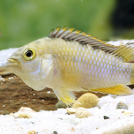 Apistogramma Nijsseni wild lg-xlg
