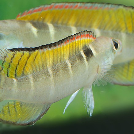 Wallaciia compressiceps - Crenicichla