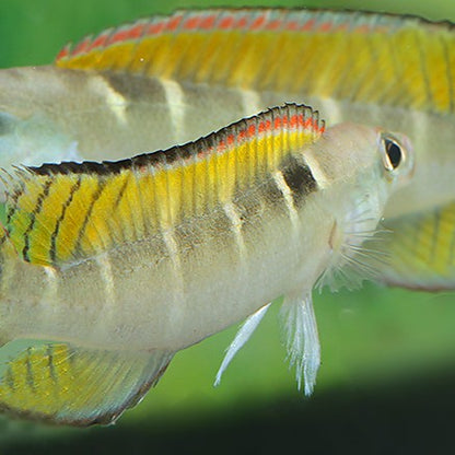 Wallaciia compressiceps - Crenicichla
