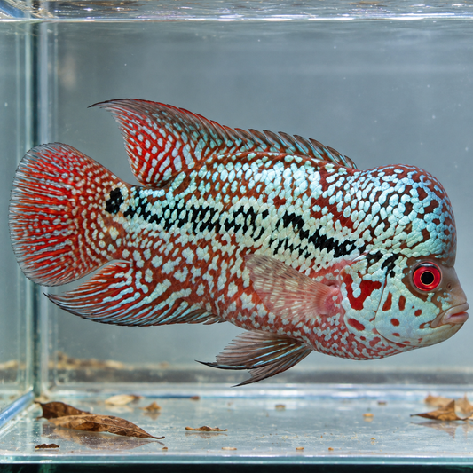 Flowerhorn King kamfa macho | ejemplar 1