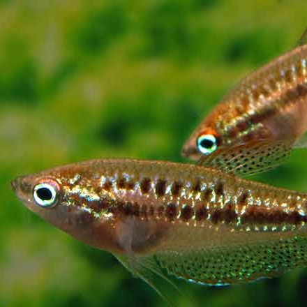 Trichopsis Pumila - Gourami pigmeo