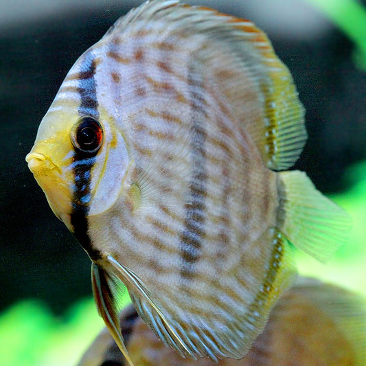 Discus wild heckel rio negro 12-15cm