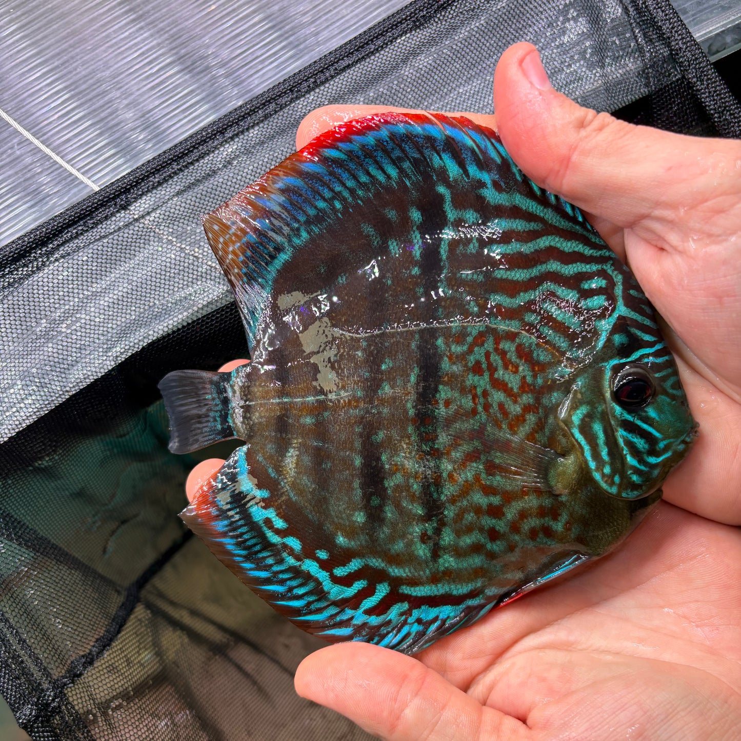 Disco Trombeta Heckel Cross talla 13-14cm Jackon Keong | Ejemplar 2