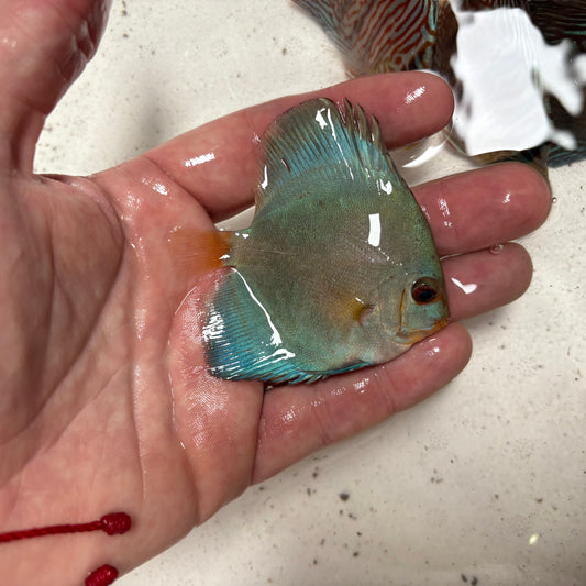 Disco Blue Diamond nº 2 8-9cm