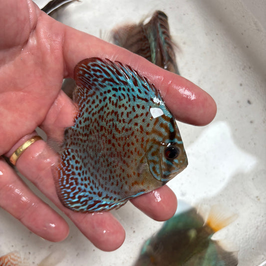 Disco Leopard nº 1 8-9cm