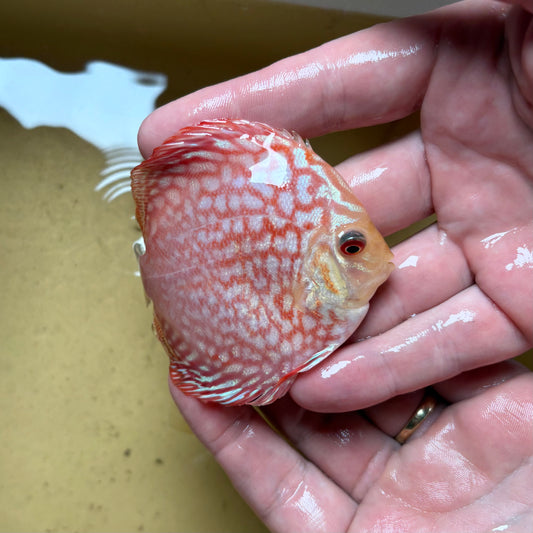 Disco Pigeon Checkerboard 8-9cm ejemplar nº 1