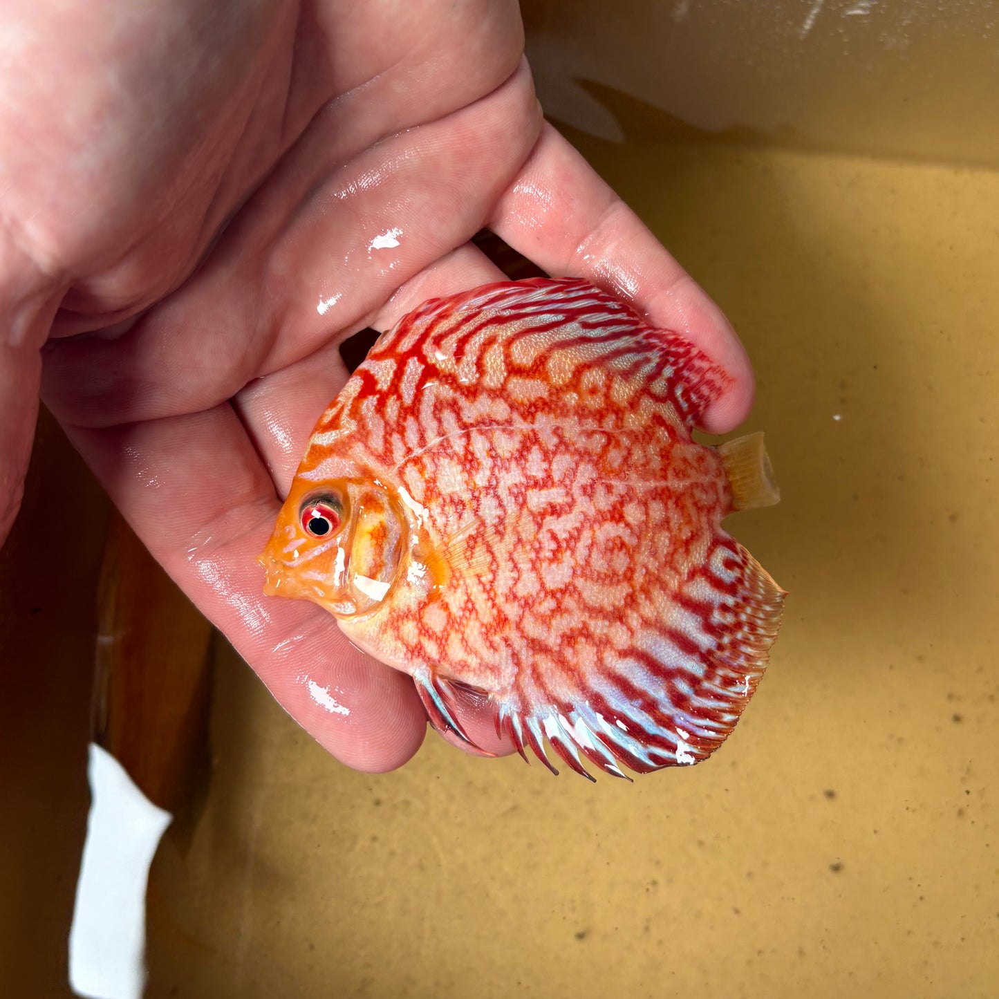 Disco Pigeon Checkerboard 8-9cm ejemplar nº 2