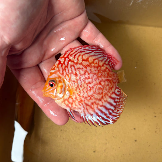 Disco Pigeon Checkerboard 8-9cm ejemplar nº 2