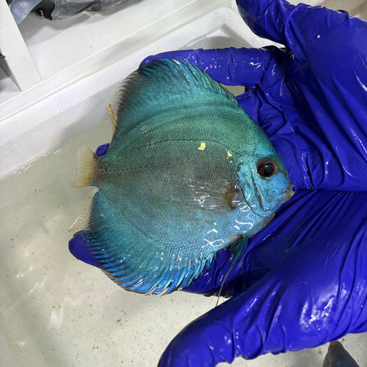 Disco Blue Diamond +15cm | hembra confirmada