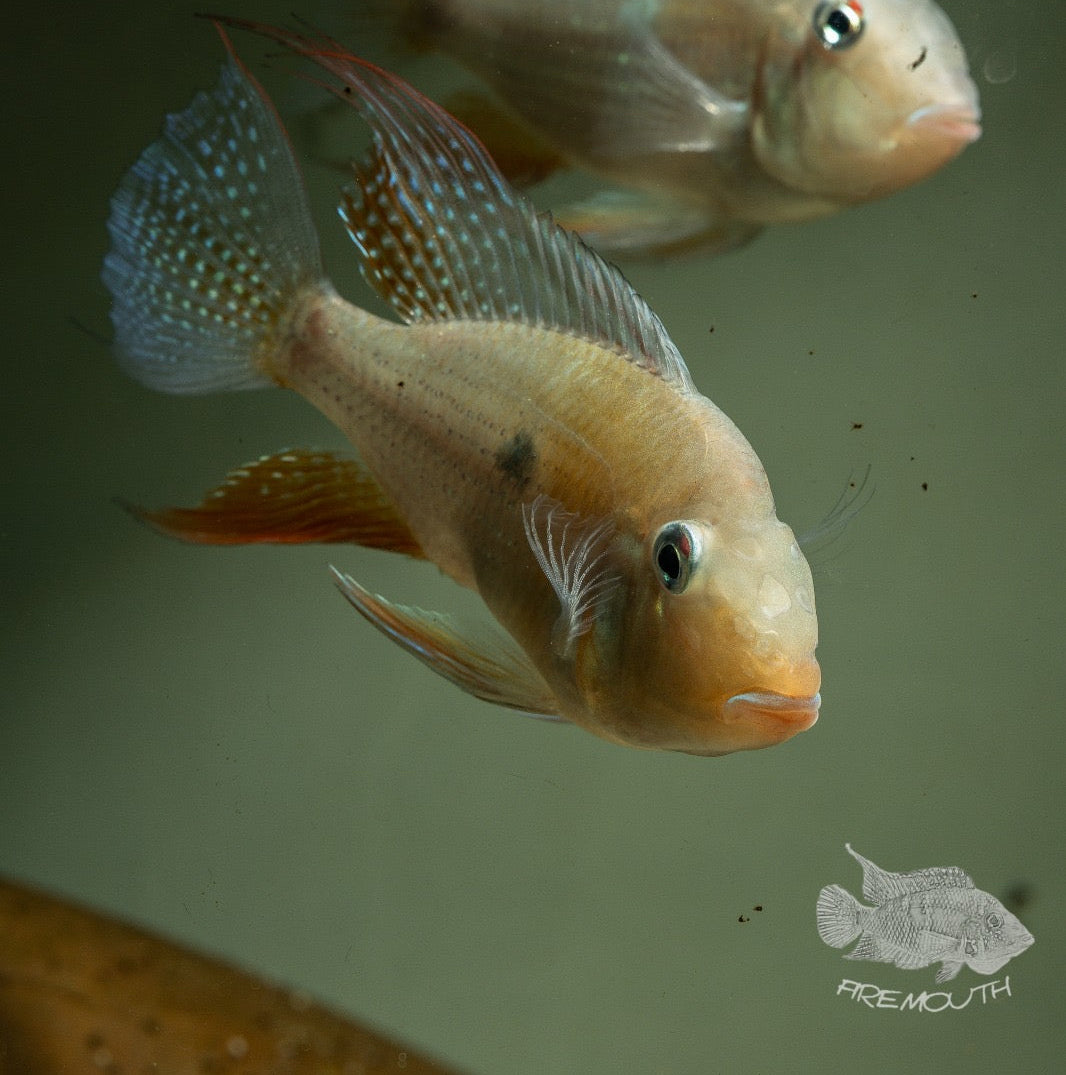 Acarichthys heckelii bred 12-14cm