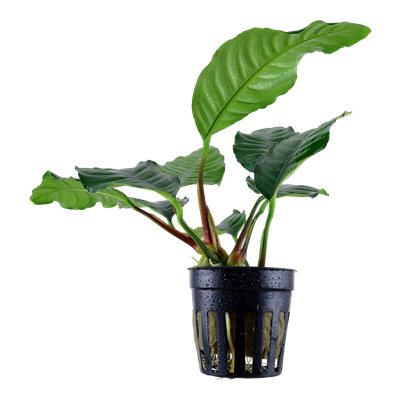 Anubias barteri var. Coffeifolia