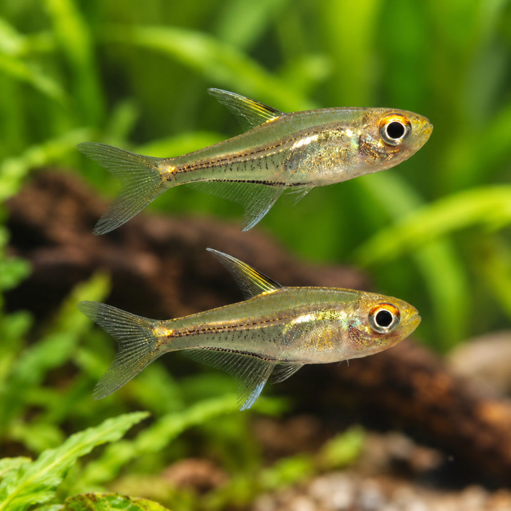 Aphyoditeinae sp. Morse tetra talla md-lg
