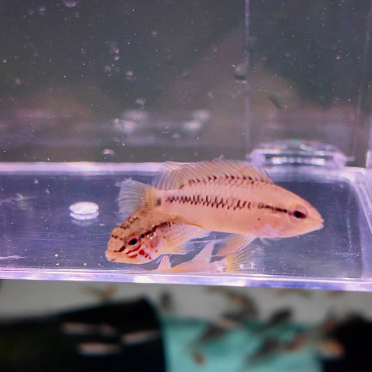 Apistogramma D24