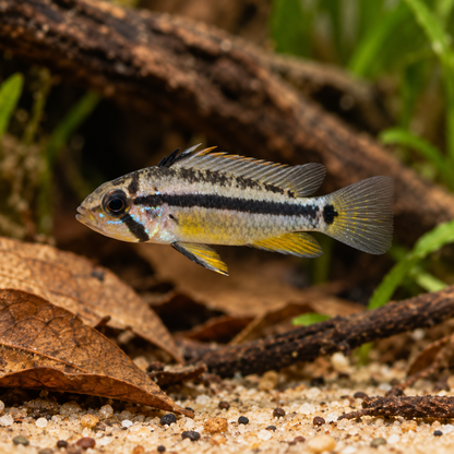 Apistogramma black chin hembra