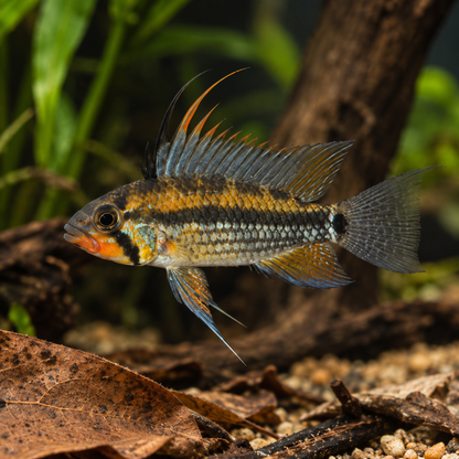 Apisto apistograma black chin alpahuayo
