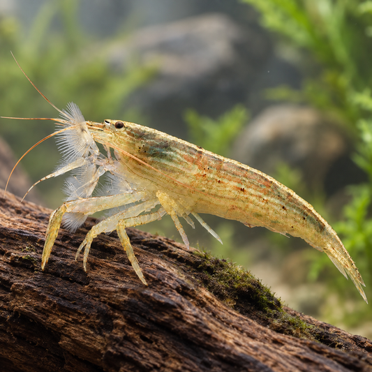 Atyopsis moluccensis atya moluccensis