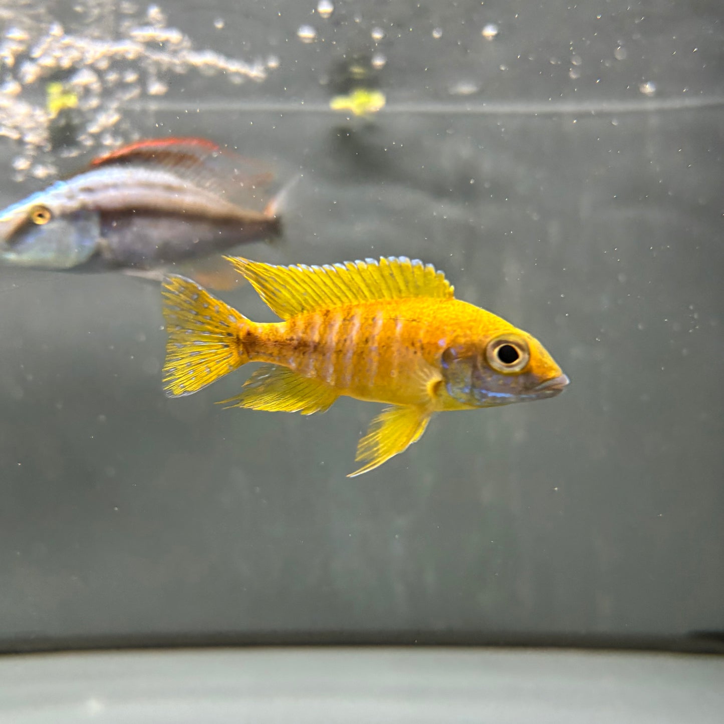 Pareja de Aulonocara Baenschi Benga talla 7-8cm