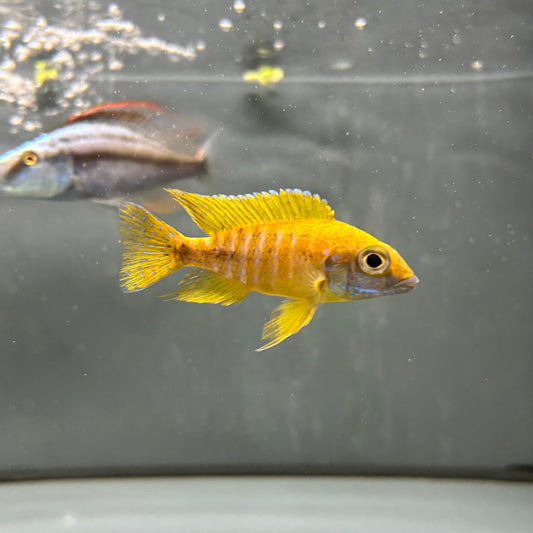 Pareja de Aulonocara Baenschi Benga talla 7-8cm