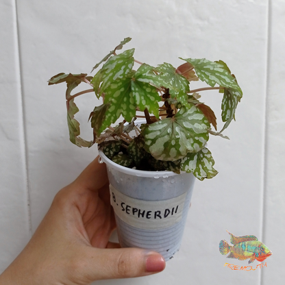 Begonia Shepherdii | terrarium 