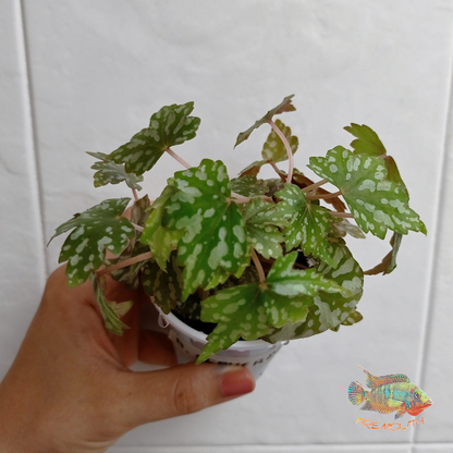 Begonia Shepherdii | terrario