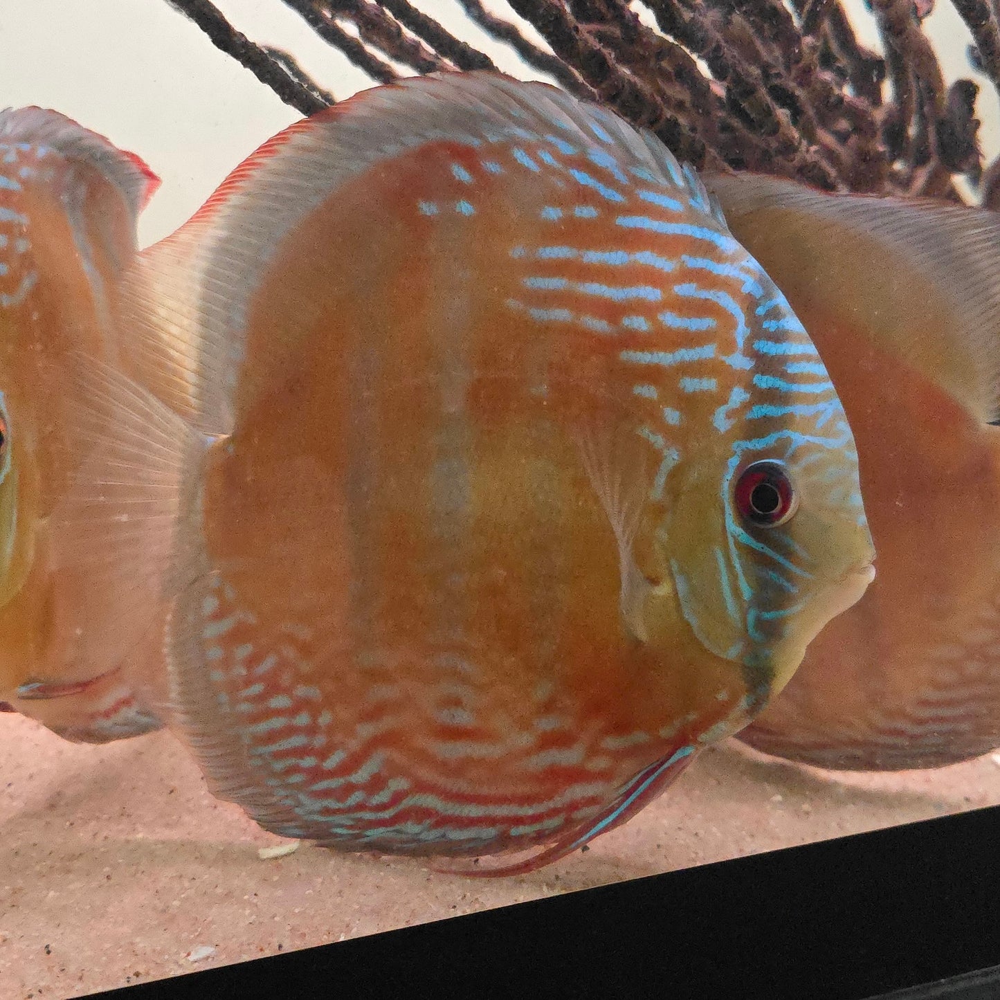 Symphysodon discus Semi Royal red base 14/16 cm  – Hudson Crizanto