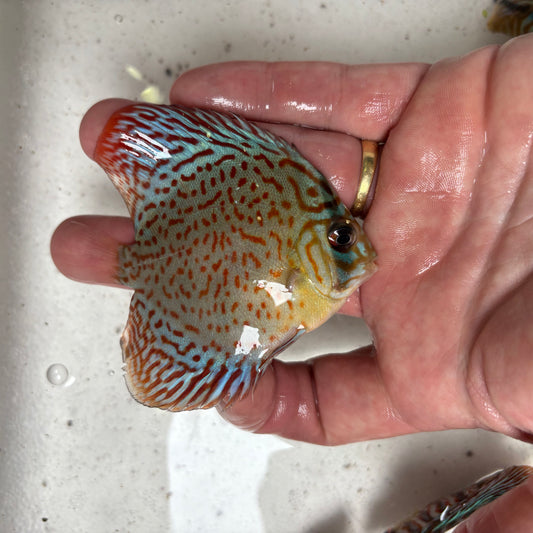 Disco Leopard nº 2 8-9cm