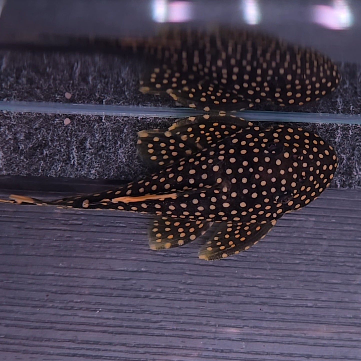 Baryancistrus xantelus L18 golden nugget 9-12cm