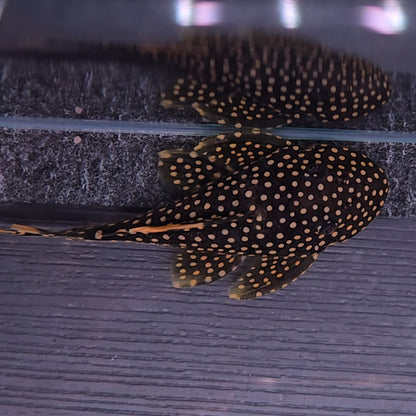 Baryancistrus xantelus L18 golden nugget 9-12cm